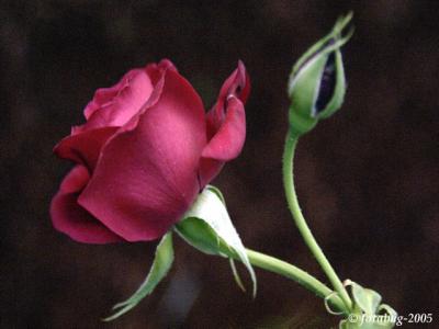Low light rose