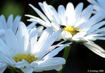 Fly dancing on flower