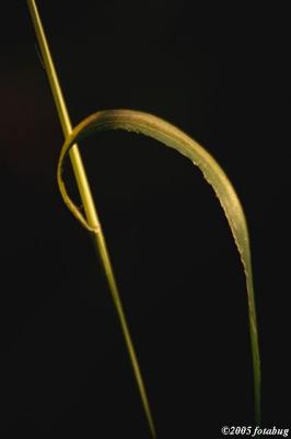 Blade of grass