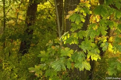 Leaves in early morning light