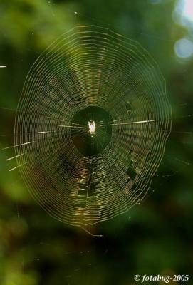 The web goes round