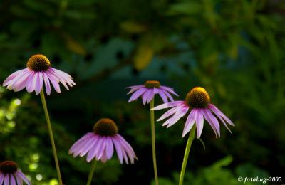 Purple cone flower