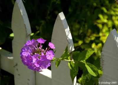 Fence and flower