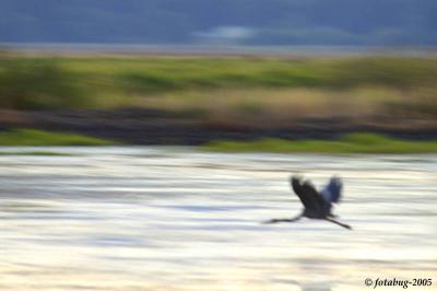 Heron in flight