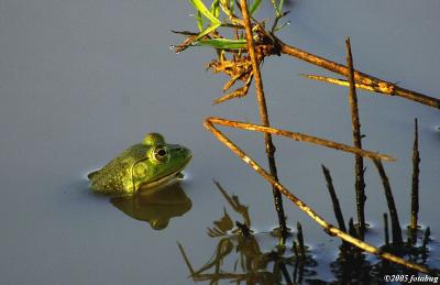 Frog brightened by morning sun