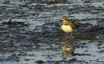 Not sure of this bird - perhaps a Killdeer