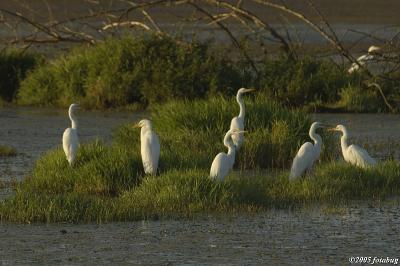 Island of Egrets