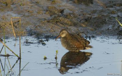 Sandpiper (?)