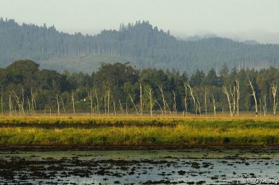 Fern Ridge Wetlands Area