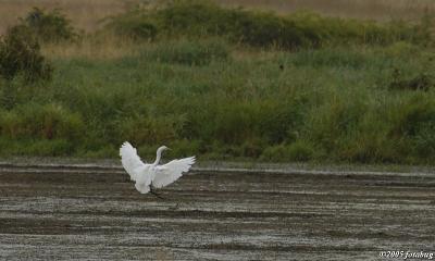 The egret has landed