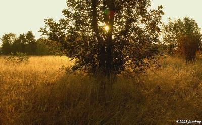 Early morning light on grass land