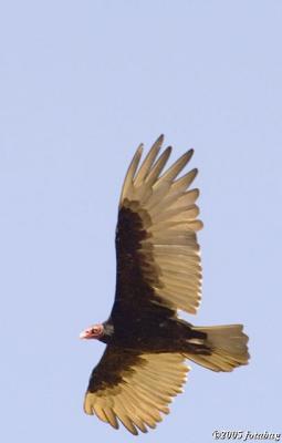 Vulture