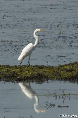 Great Egret in Fern Ridge Wetlands Area