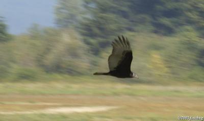 Low flying vulture