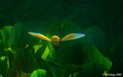 The Giant  Hinged-Wing  Mechanical Bee  :)