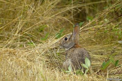 Wild rabbit - Finley Wildlife Refuge