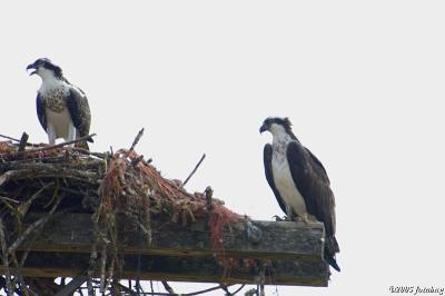 Osprey