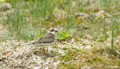 Plover