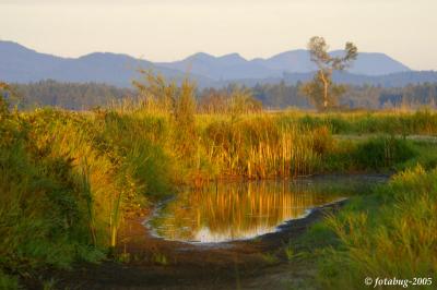 Scene from Fern Ridge Wildlife area