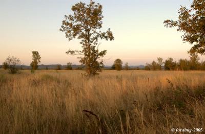 Fern Ridge grasslands