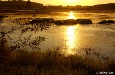 Morning sun on wetlands