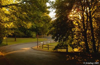 Evening in the park