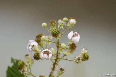 Unripe blackberries