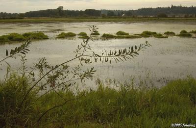 Fern Ridge Wetlands