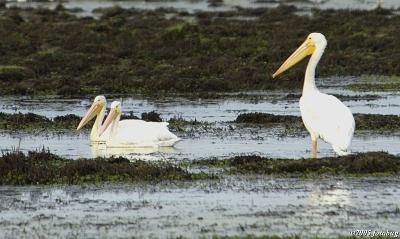 Pelicans