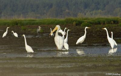 Birds in the wetlands