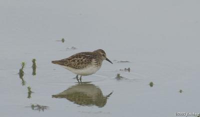 Sandpiper