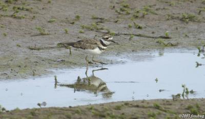 Killdeer #2