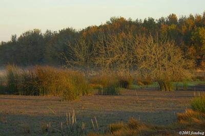 Wetlands colors