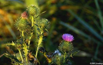 Thistle flower