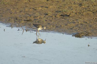 Lesser Yellowlegs