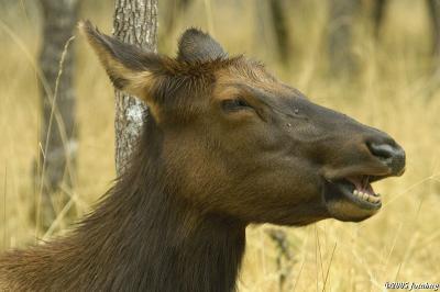 Happy Cow Elk