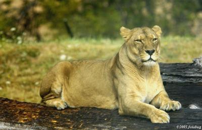 African Lioness