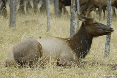 Roosevelt Elk Cow 