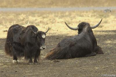 Wild yak #3