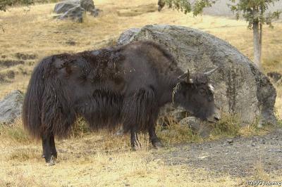 Wild yak #2