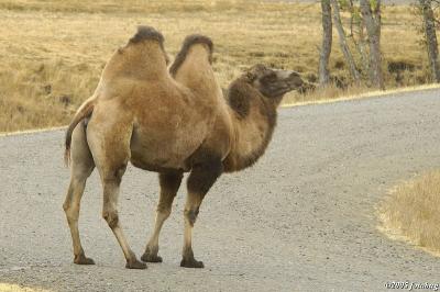 Bactrian camel #3
