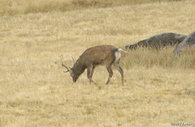 Asian deer