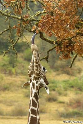 Reticulated Giraffe