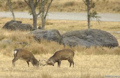 Asian deer sparring