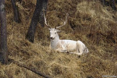 White Fallow deer #3