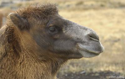 Bactrian camel #2