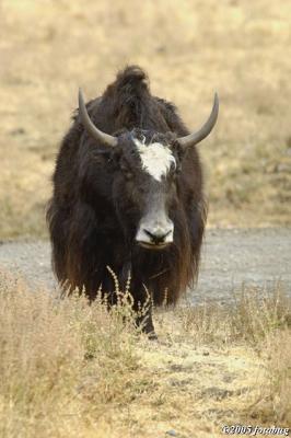 Wild yak