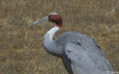 Sarus Crane