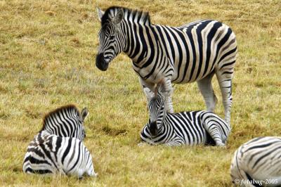 Zebra togetherness