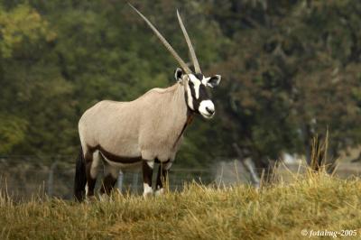 Gemsbok